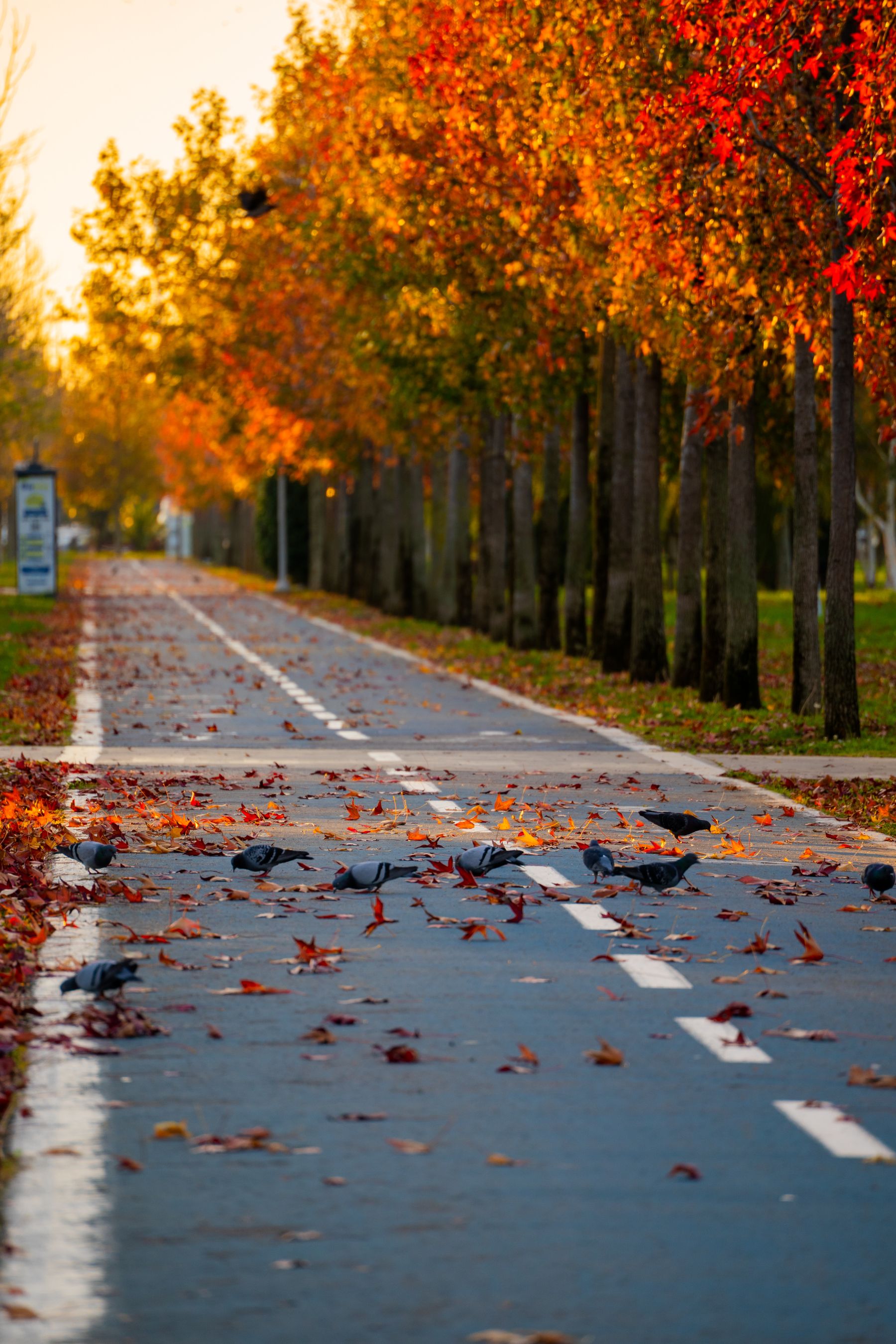 Illustrative photograph: A broad park path lined with trees and golden fallen leaves.